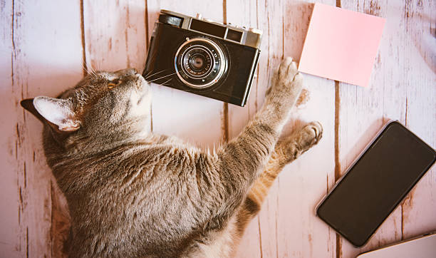 istock CAt with a camera and a phone 615638766