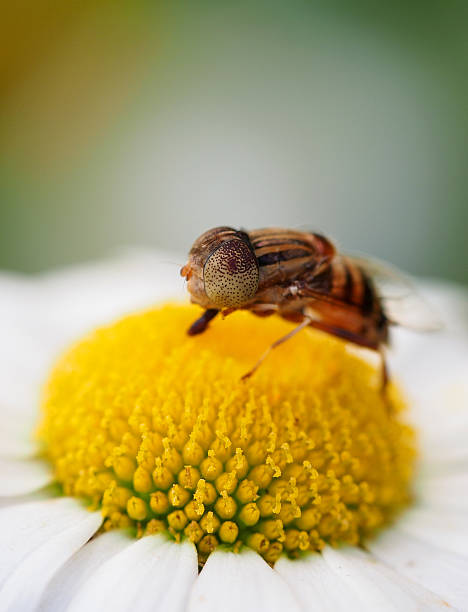 istock Eristalinus Taeniops Diptera Syrphidae hover fly 615640214