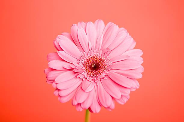 istock Close-up of a pink flower 615641390