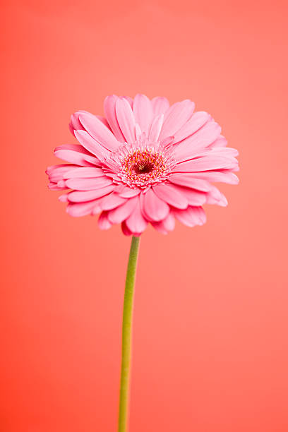 istock Close-up of a pink flower 615641470