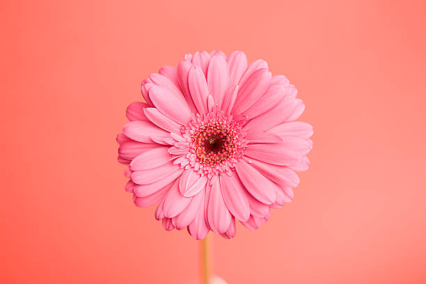 istock Close-up of a pink flower 615702542