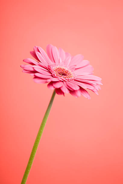 istock Close-up of a pink flower 615702708