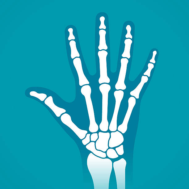 Hand X-Ray Hand x-ray showing bones and hand silhouette. EPS 10 file. Transparency effects used on highlight elements. orthopedics joint stock illustrations