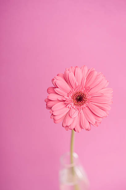 istock Close-up of a pink flower 615703042