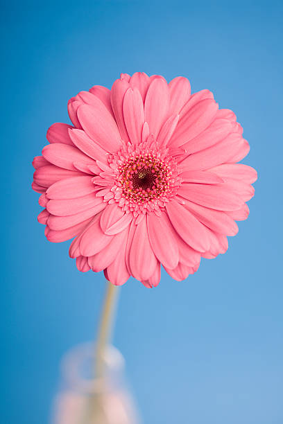 istock Close-up of a pink flower 615703268