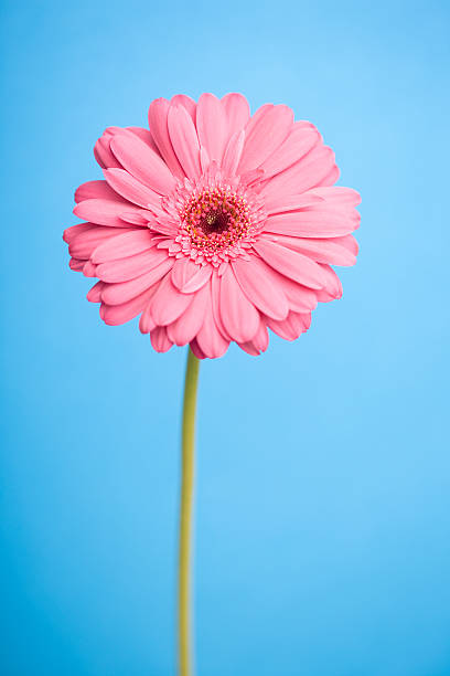 istock Close-up of a pink flower 615703794