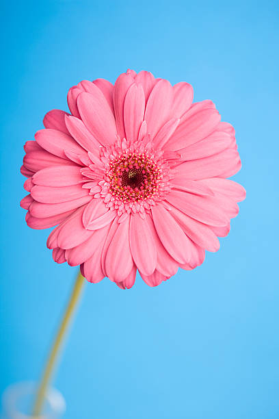 istock Close-up of a pink flower 615703868