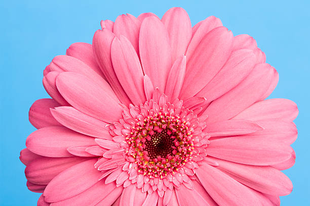 istock Close-up of a pink flower 615704226