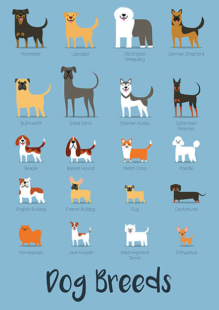 ilustrações, clipart, desenhos animados e ícones de conjunto de raças de cães ilustração vetorial - bull mastiff