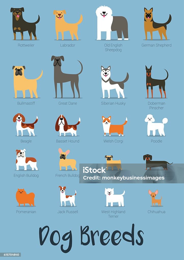 Set Of Dog Breeds Vector Illustration Dog stock vector