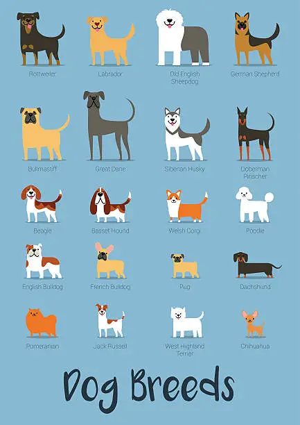 Vector illustration of Set Of Dog Breeds Vector Illustration