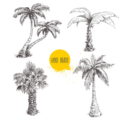 Hand drawn palm trees sketch set. Vector illustration on white background. Travel and vacation symbols.