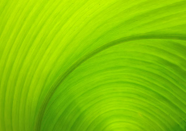 istock Texture of a green leaf as background 615706286