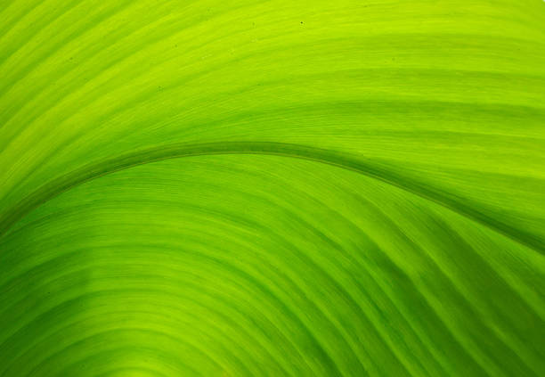 Texture of a green leaf as background