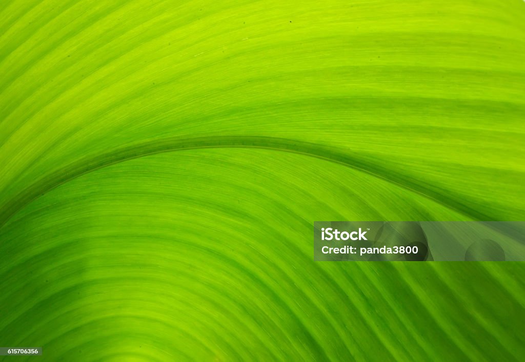 Texture of a green leaf as background Leaf Stock Photo