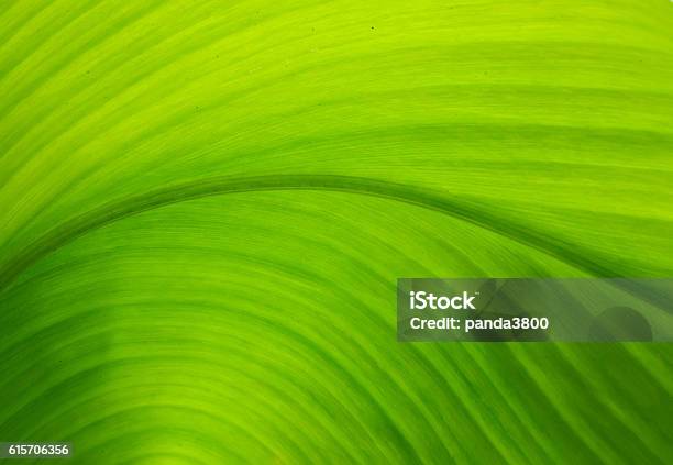 Texture Of A Green Leaf As Background Stock Photo - Download Image Now - Leaf, Textured, Green Color