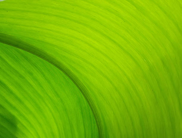 istock Texture of a green leaf as background 615706476