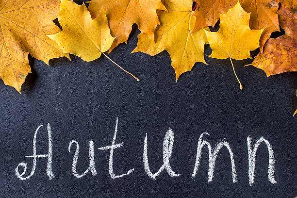 istock Yellow  autumn leaves  on black chalkboard background. 615706924