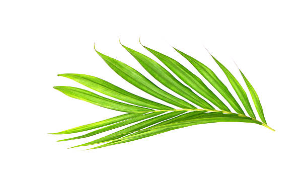 istock Green leaves of palm tree isolated on white background 615707582
