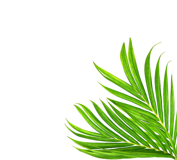 istock Green leaves of palm tree isolated on white background 615707814