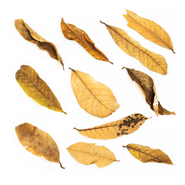 istock Dried leaves set isolated on white background 615709440