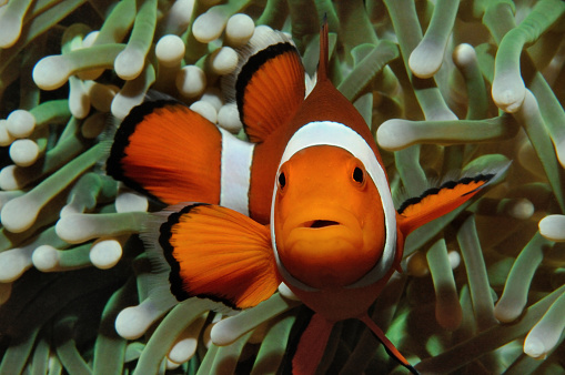 Amphiprion (Western clownfish (Ocellaris Clownfish, False Percula Clownfish)) is hiding in anemone, Puerto Galera, Philippines