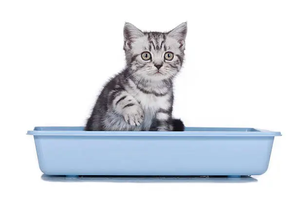 cute kitten in litter box isolated