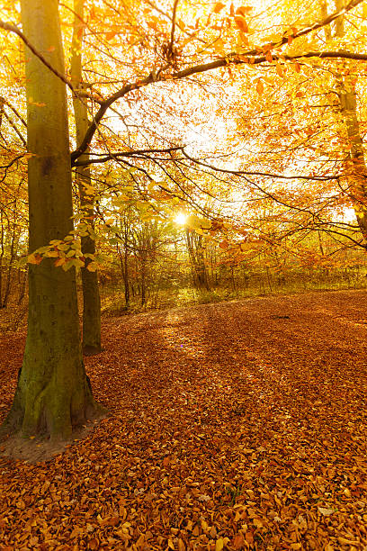 istock Autumnal trees in sunshine. 615712362
