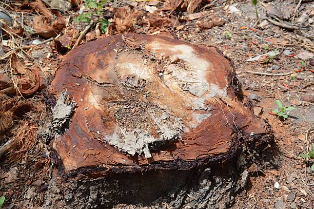 istock dry stump on the ground 615713242