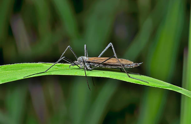 inseto daddy-long-pernas - long leaf grass blade of grass imagens e fotografias de stock