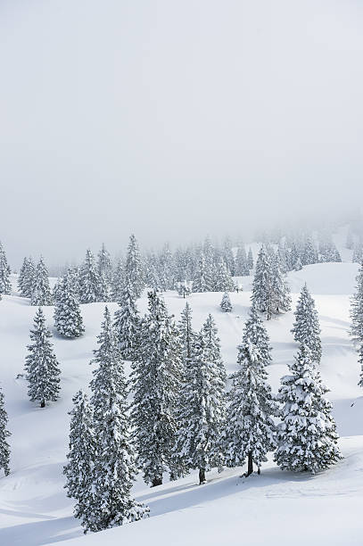 istock Winter Background With Pine Trees Covered By Snow 615713836