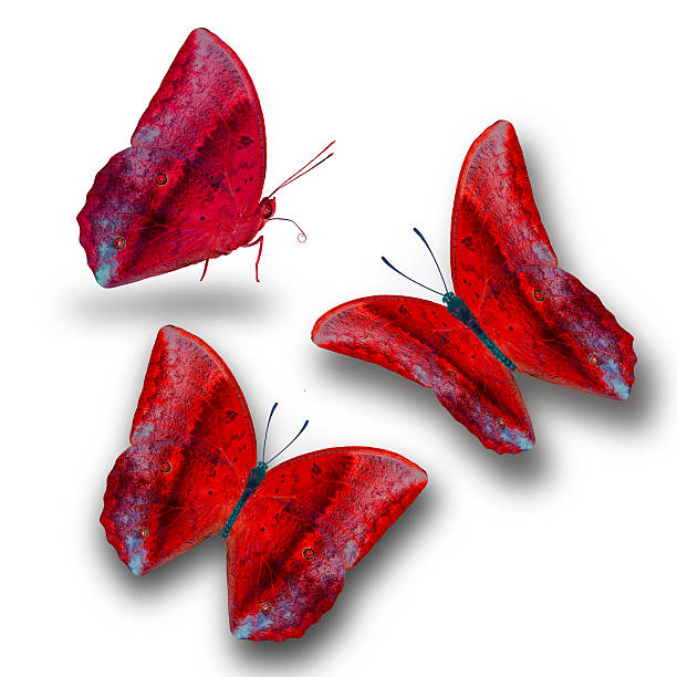 istock Beautiful butterfly isolated on white background 615714092