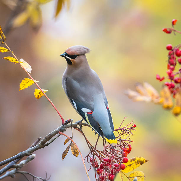 Autumn Waxwing cedar waxwing stock pictures, royalty-free photos & images