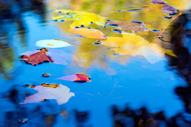 istock Autumnal Season composition Leaves floating in the Puddle 615721756