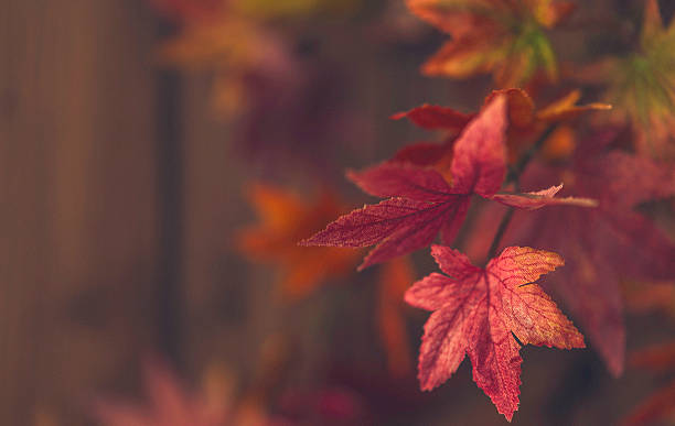 istock Autumnal background with defocused maple leaves 615722664