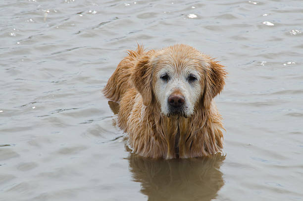 istock Mature Golden Retriever in Pond 615722940