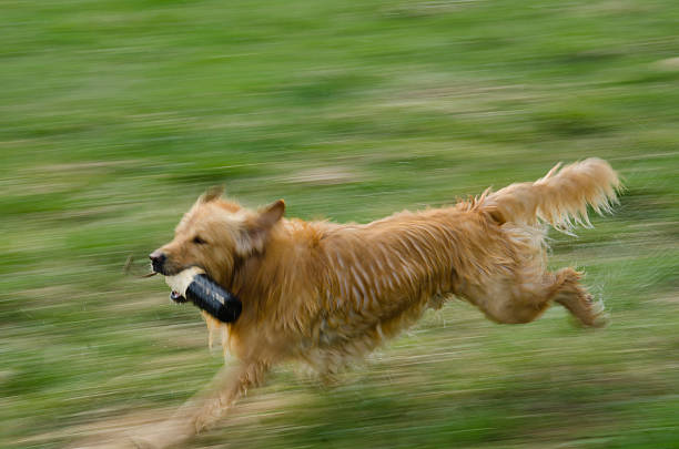 A blurred Golden Retriever speeds away with the training dummy all of the other dogs are after.  He is moving so quickly, because there are 11 Golden Retrievers trying to catch him!