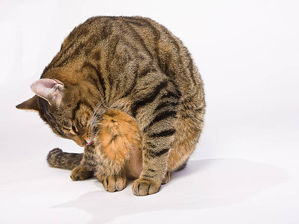 istock Striped cat sitting, licking, washing on white background 615724120