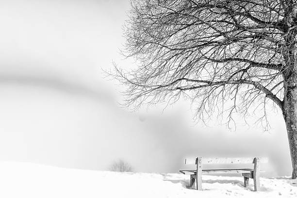 bench (146) on a foggy and snowy winter day