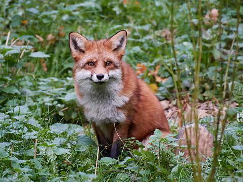 Red fox sitting in vegetation in its habitat