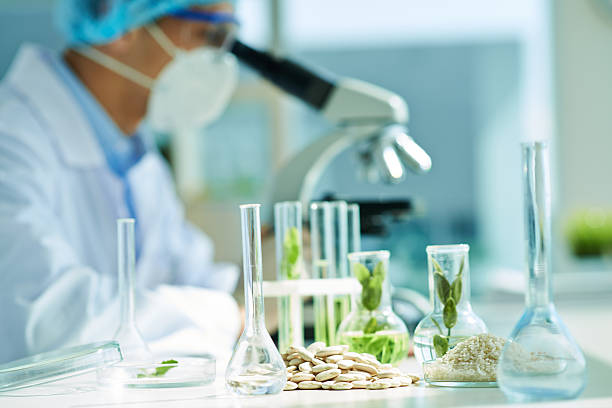 ts in flasks, lima beans and rice on lab table, scientist