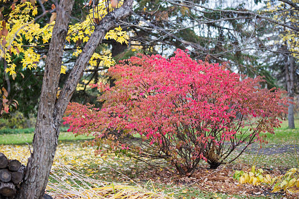 feuilles rouges sur le buisson ardent en automne - burning bush photos et images de collection