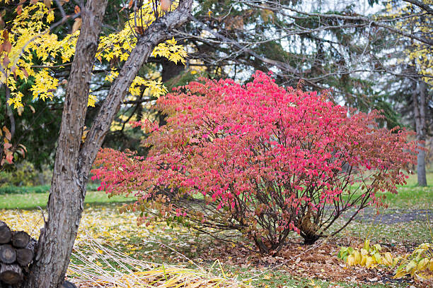 Red Leaves on Burning Bush in Autumn Vibrant red leaves on a Burning Bush in Autumn. winged spindletree stock pictures, royalty-free photos & images