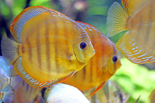 istock tropic fish swimming underwater close up 615727700