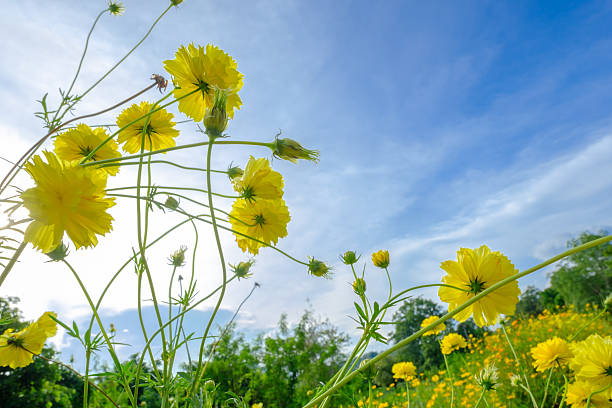 istock yellow cosmos flowers in flawer field and blue sky. 615728126