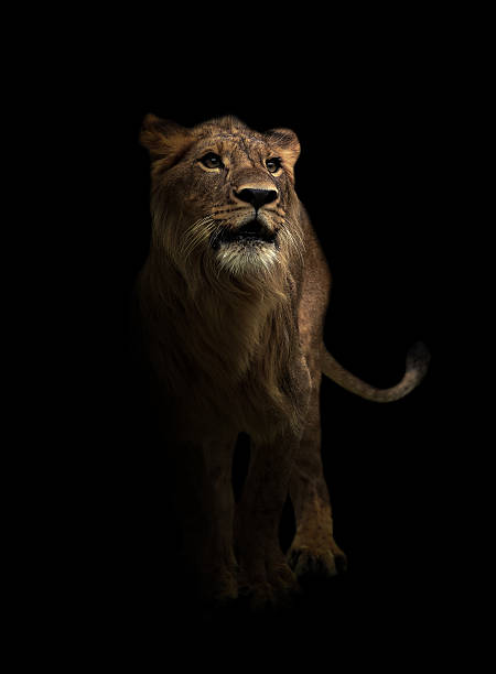 istock yong male lion in the dark 615730014
