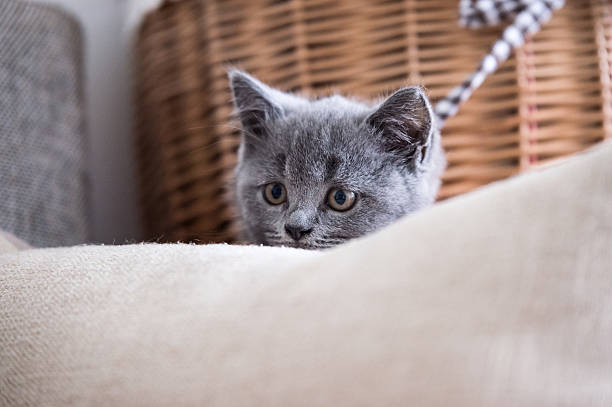istock British Shorthair, kitten, shot indoors 615730142
