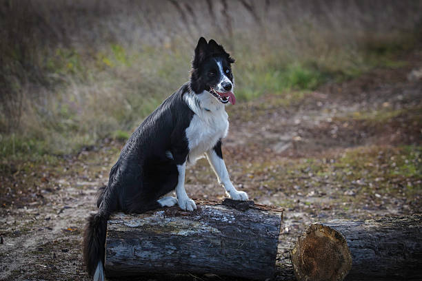 istock Border Collie on a walk in the park 615730208