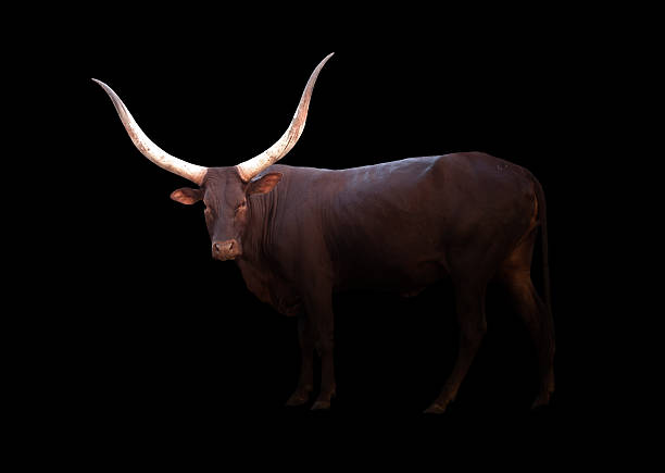 istock watusi in the dark 615730390