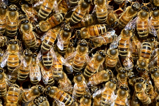 Crowd of bees 